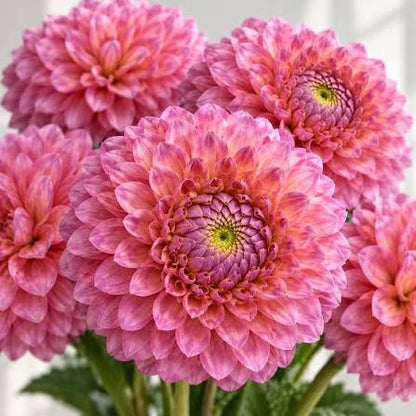 新入荷!! Dahlia 幸せの花嫁 (60cm)