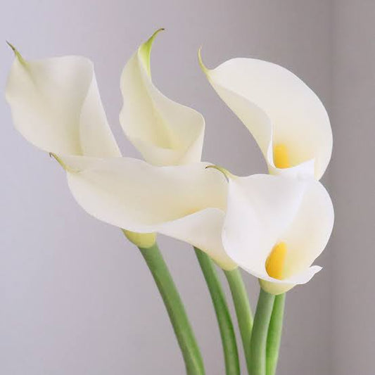Calla Brilliant Bell (70cm)