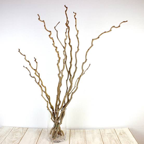 Morus 降天桑 (150cm)