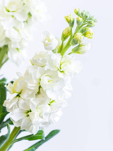 Matthiola Quartet White (Singel 60cm)