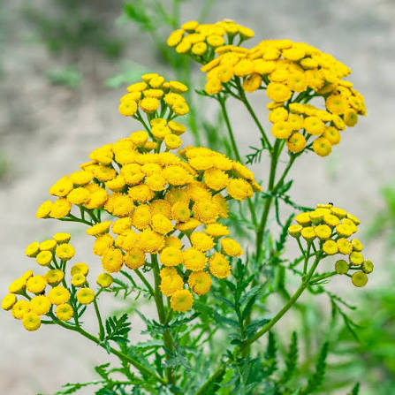 Tanacetum Tansy (75cm)
