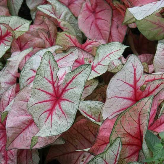 新入荷!! Caladium White Queen