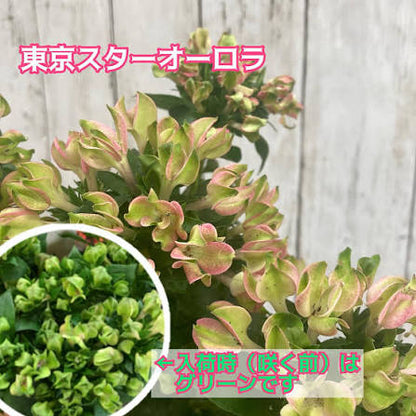 新入荷!! Bouvardia Tokyo Star Aurora (70cm)