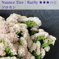 Limonium sinuatum Solomon (60cm)