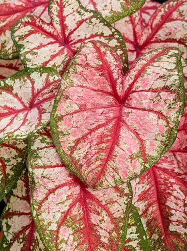 Caladium Bottle rocket (50cm)