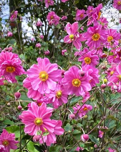 Anemone hupehensis 秋明菊 Pink 八重咲き!!