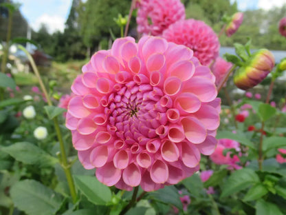 新入荷!! Dahlia 幸せの花嫁 (60cm)