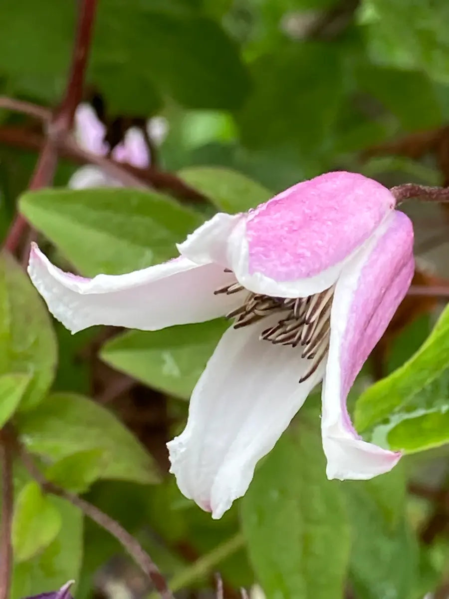 Clematis Elf (70cm)