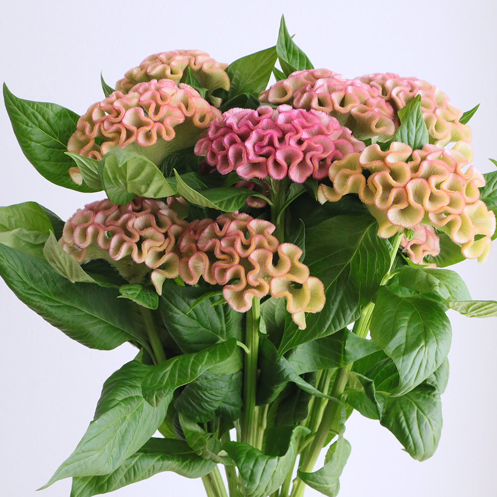 新入荷!! 特大頭!! Celosia argentea Asuka Select Pao Pao (80cm)
