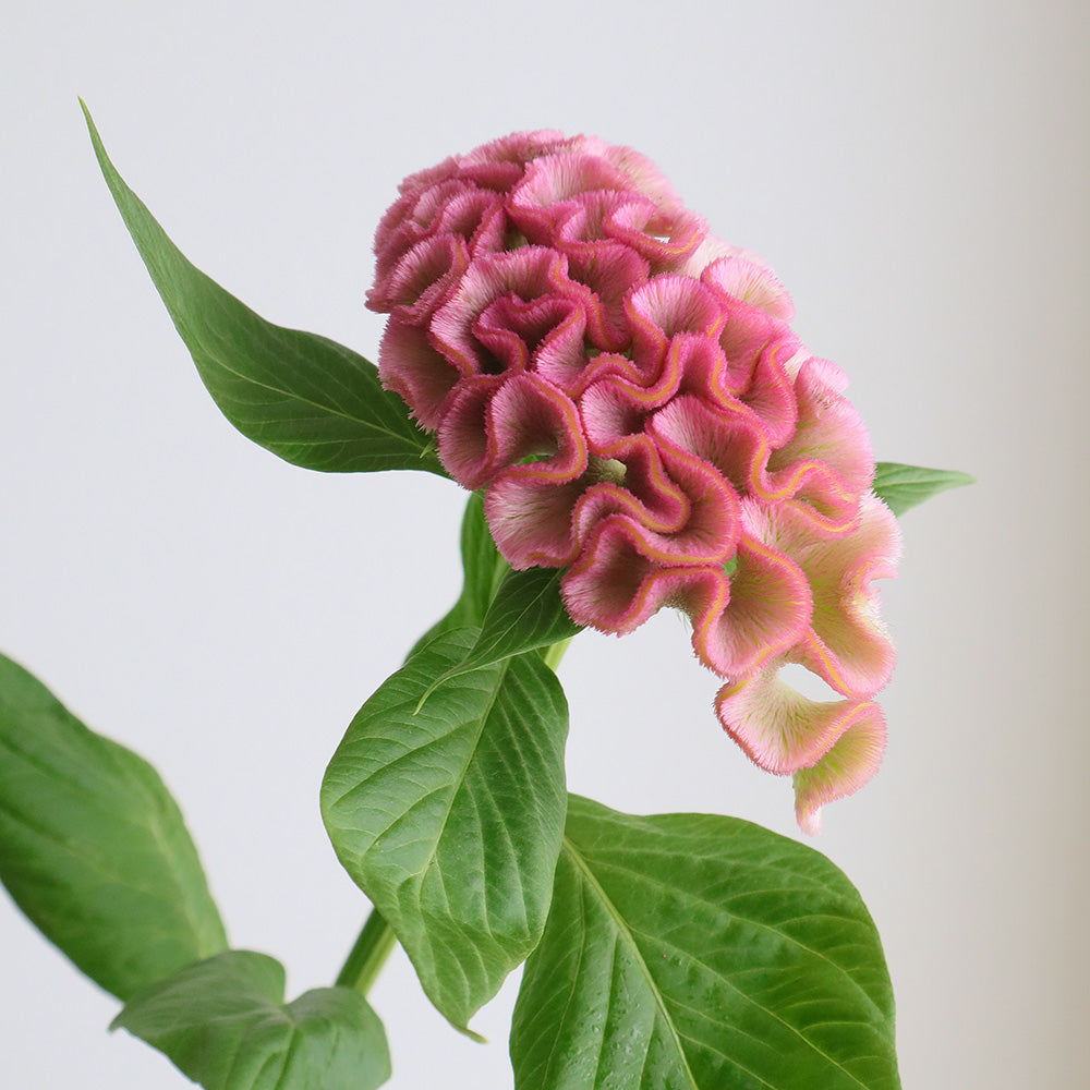 新入荷!! 特大頭!! Celosia argentea Asuka Select Pao Pao (80cm)