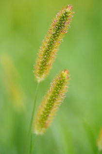 Setaria pumila Yellow Foxtail (60-70cm)