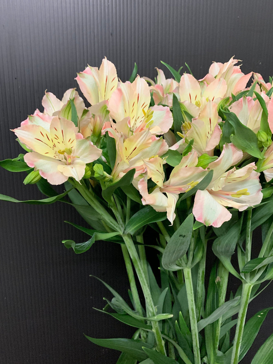 Alstroemeria Martini (秀２Ｌ)