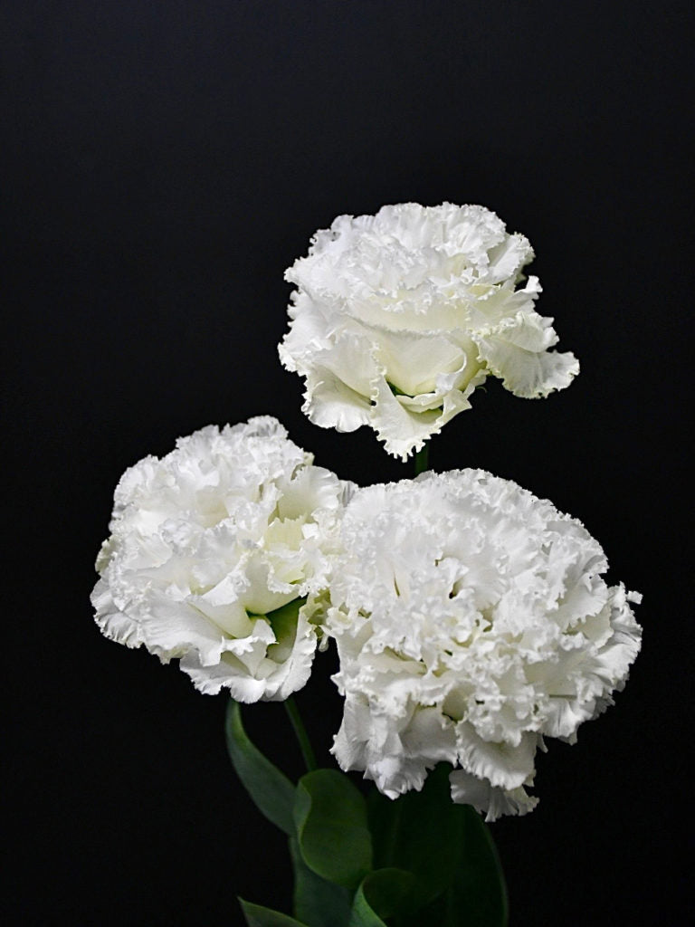 Eustoma NF Dome White (1F)