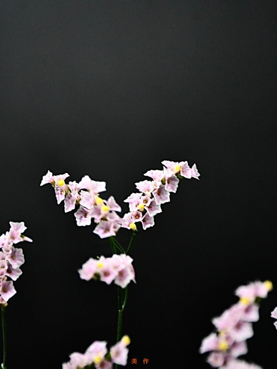 Limonium sinuatum Mimasaka 美作 (70cm)