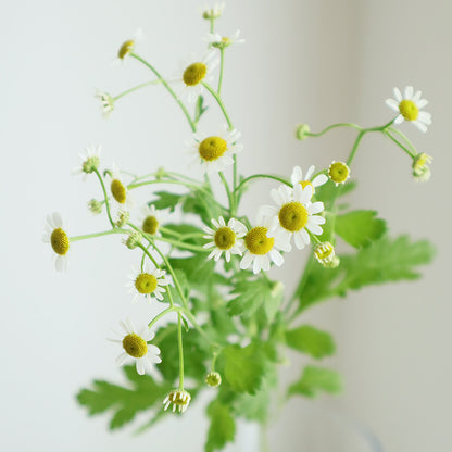 Tanacetum Single Pegmo (65cm)