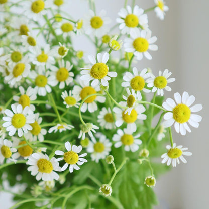 Tanacetum Single Pegmo (65cm)