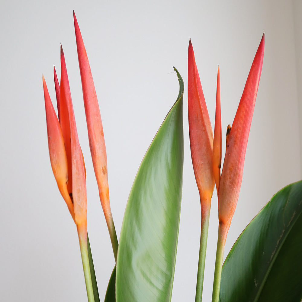新入荷!! Heliconia Andromeda