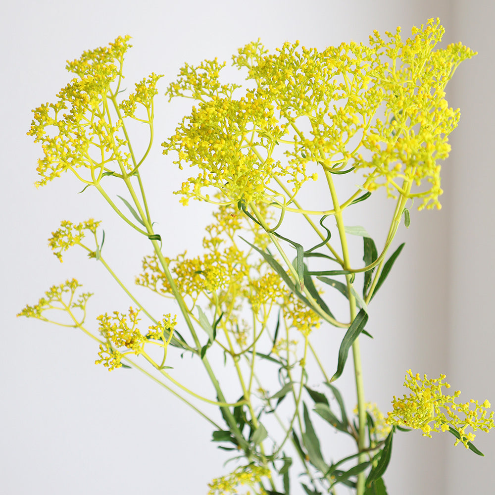Patrinia scabiosifolia 飛鳥 (2L)