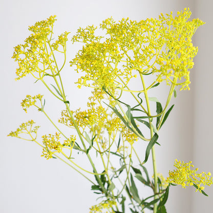 Patrinia scabiosifolia 飛鳥 (2L)