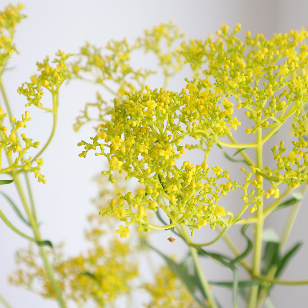 Patrinia scabiosifolia 飛鳥 (2L)