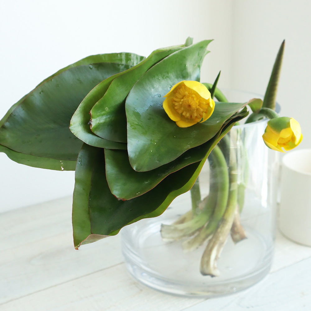 生け花向け!! Convallaria majalis 河骨 (花2・開葉5・巻葉2)