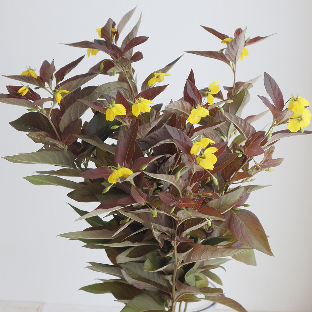 Lysimachia ciliata Firecracker (75cm)