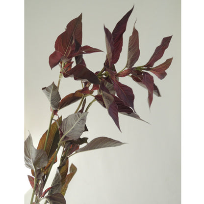 Lysimachia ciliata Firecracker (75cm)