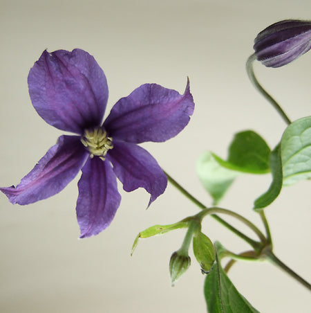 (Clearance Sale) Clematis Florida Mix - 紫色 (50cm)