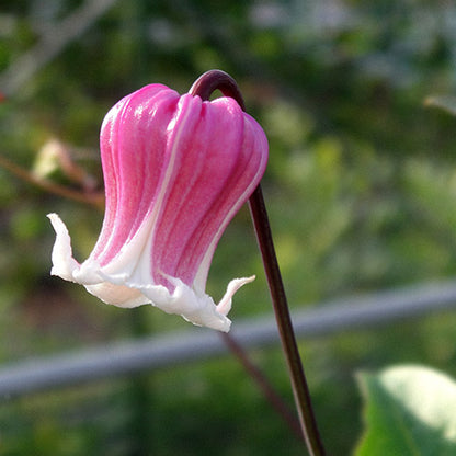 新入荷!! Clematis Athena (小輪 40-50cm)