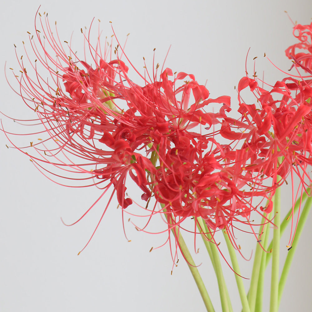 Lycoris Radiata (45cm)
