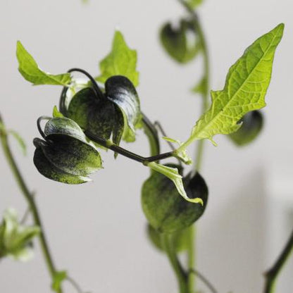 Physalis Alkekengi  黑鬼灯 (60cm)