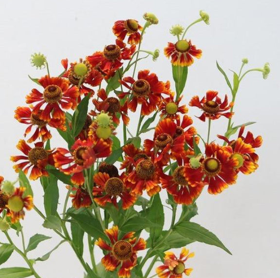 Helenium Red (90cm)