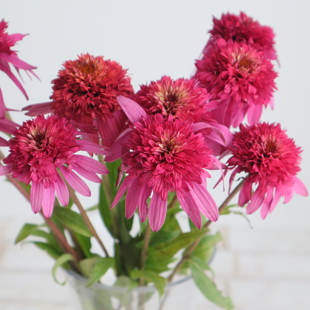 Echinacea Supreme Elegance (40cm)