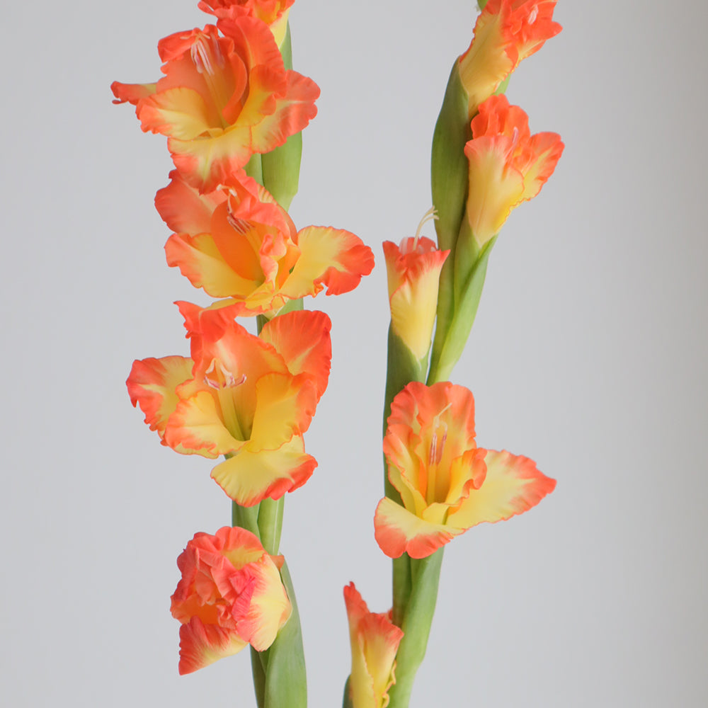 【月見】Gladiolus Princess Margaret Rose (110cm)