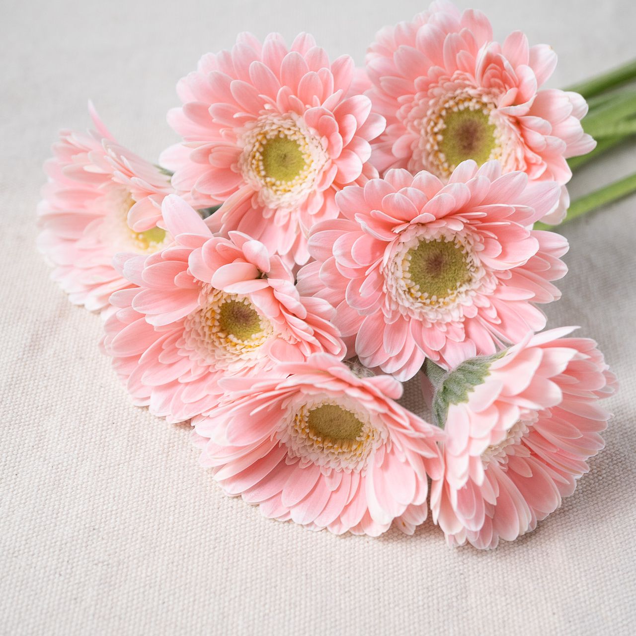 Gerbera Nonoka