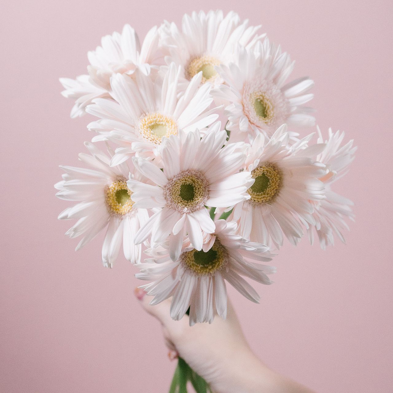 新入荷!! Gerbera Akoya