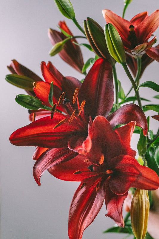 Lilium Black Stone
