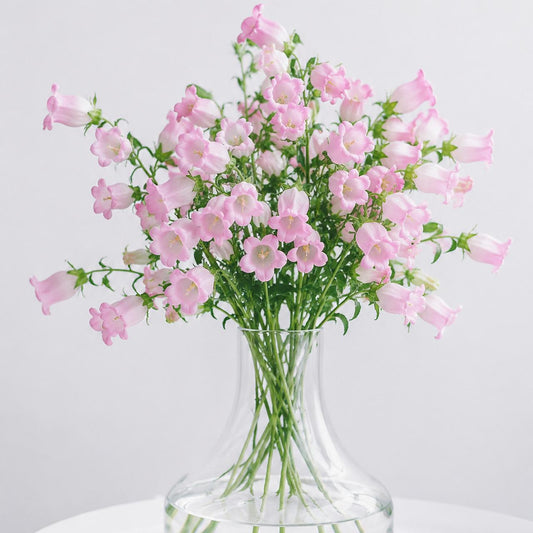 Campanula Champion Pink (秀 60cm)