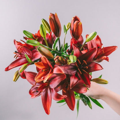 Lilium Black Stone