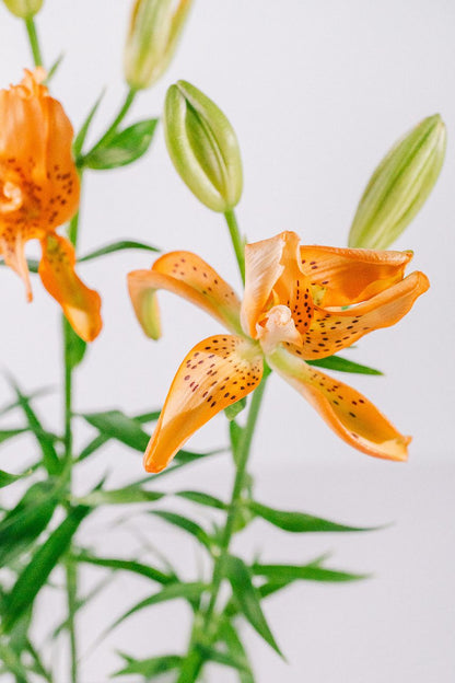 【月見】Lilium Must See (40cm)