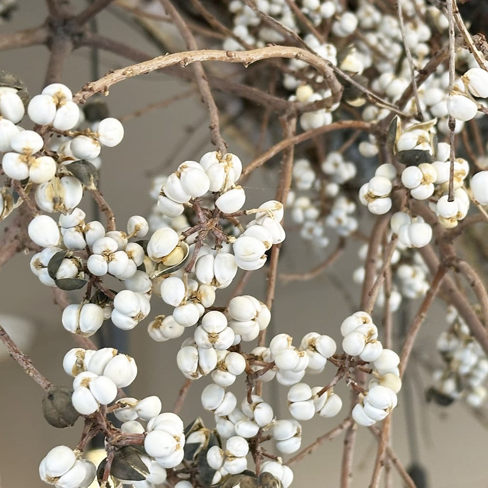 Triadica sebifera 南京ハゼ (60-70cm)