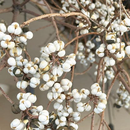 Triadica sebifera 南京ハゼ (60-70cm)