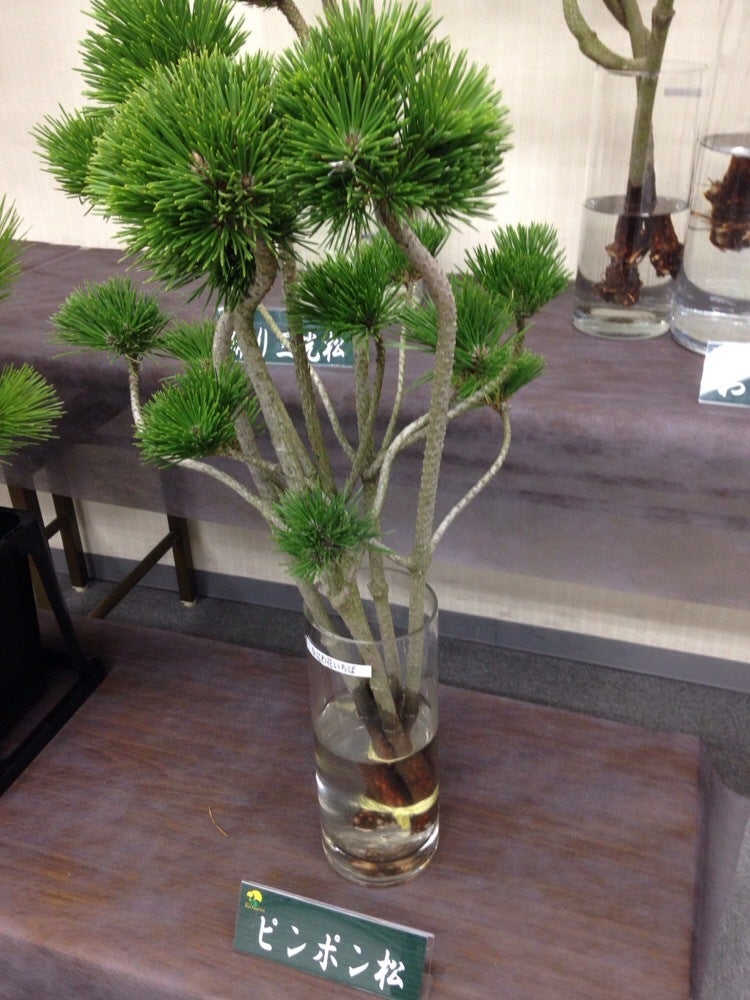 幸來松 (ピンポン松)