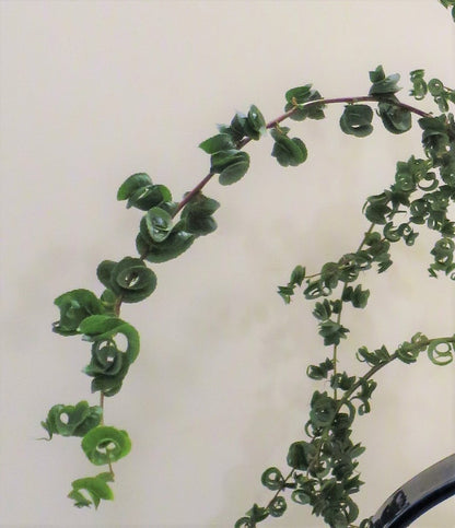 Salix Curl Glass Willow 勾玉柳