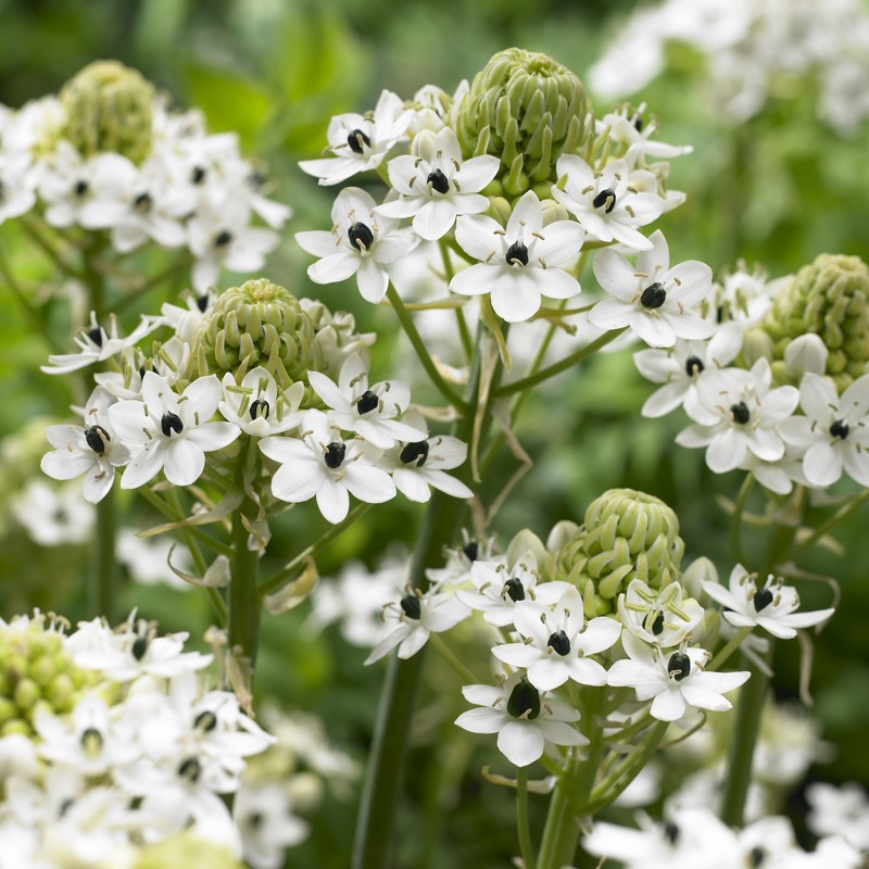 Ornithogalum Sanderci
