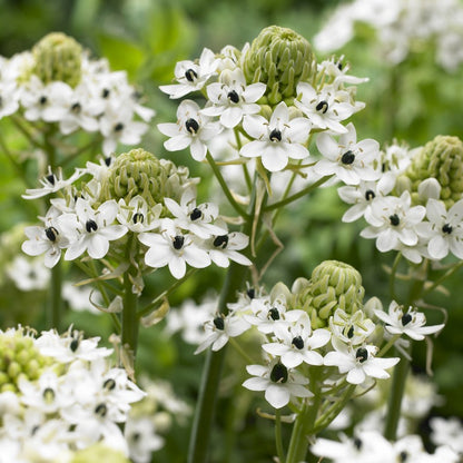 Ornithogalum Sanderci
