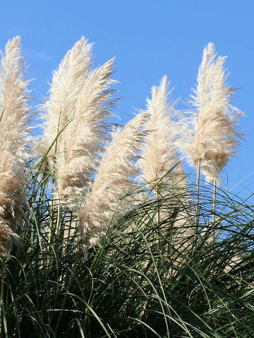 (Clearance Sale) Pampas Grass (150cm)