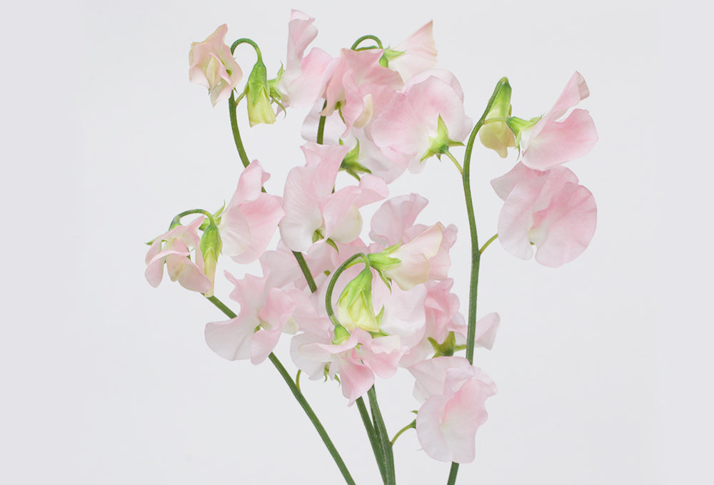 (Clearance Sales) Sweet Pea Pink Rum