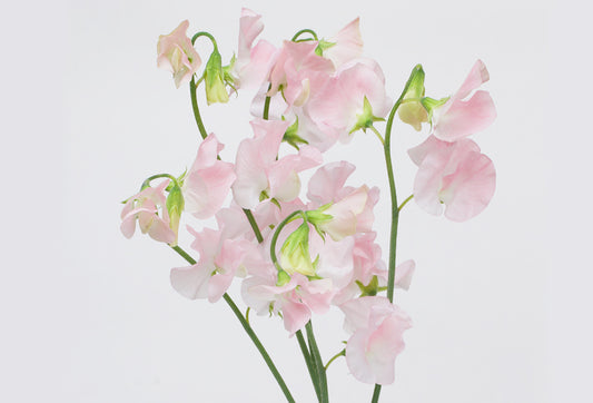 (Clearance Sales) Sweet Pea Pink Rum