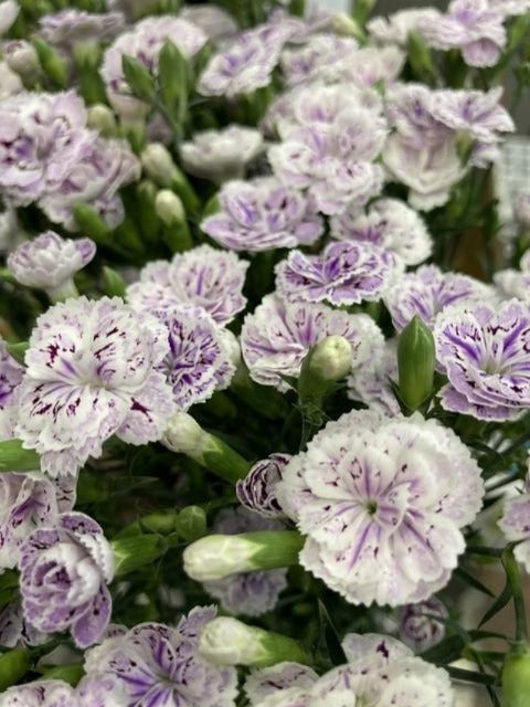 Dianthus Raffine Pia (60cm 20F)